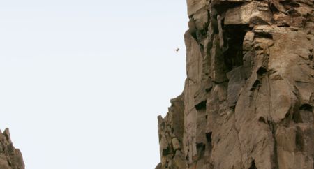 A tiny barnacle goose chick plunges hundreds of feet from its nest to the ground. (National Geographic)
