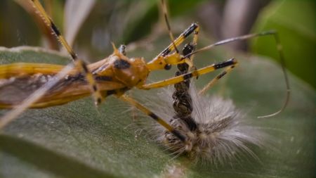 An assassin bug is confused by the mad hatterpillar's head stack, and spends time targeting the decoy head casings instead of the caterpillar's real body. (National Geographic)