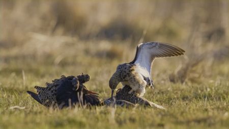 After tricking the other males into thinking he is a female the male ruff manages to mate. (National Geographic)