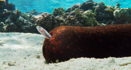 An adult pearlfish reverses into a sea cucumber to hide. (National Geographic)