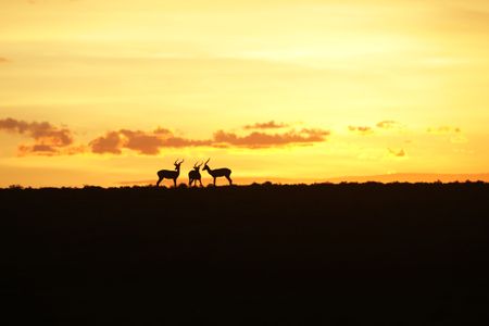 Three Thomson's gazelles are silhouetted by the setting sun in Maasai Mara, Kenya. (National Geographic/Laura Pennafort)