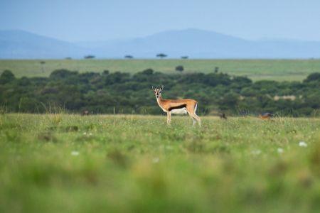 A Thomson's gazelle on the plains of Maasai Mara, Kenya. (National Geographic/Laura Pennafort)