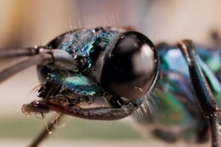 An emerald jewel wasp. (National Geographic/Simon De Glanville)