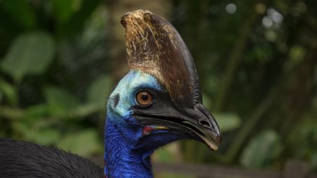 A closeup of a Southern Cassowary. (Credit: Nature Footage)