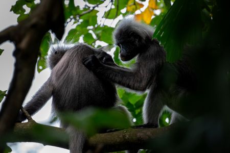 A pair of dusky langurs groom one another in the jungle of Penang Island. (National Geographic/Karl Davies)