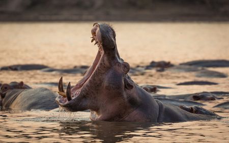 A hippopotamus stretches its large jaws open and displays its massive canines and crushing power. (National Geographic/Doug Parker)