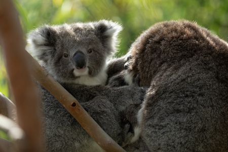 Koalas rest in a tree in Cape Otway, Australia. (National Geographic/David Marks)