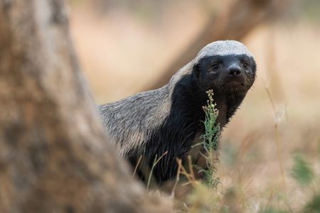 A Honey badger at Moholoholo Animal Rehabilitation Centre, South Africa. (National Geographic/Karl Davies)