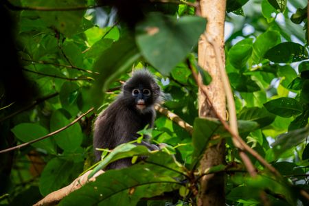 A dusky langur in the thick jungle of Penang Island. (National Geographic/Karl Davies)