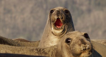 Two females of the elephant seal colony sound the alarm to a sneaker male intruding.  (Credit: National Geographic)