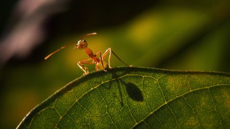 A close-up of a weaver ant crawling on a leaf. (Credit: Content Mint)