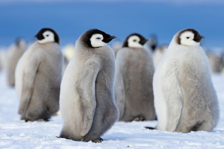 A group of four emperor penguin chicks stand in the snow, with one chick with its eyes closed.  (credit: National Geographic/Bertie Gregory)