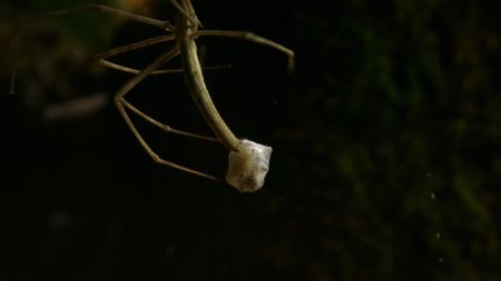 A netcasting spider with prey caught in its web. (Credit: Content Mint)