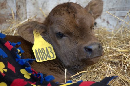 Paula brings her sweet little calf to PVS because he is sick and not eating. (National Geographic/Grace Sabwira)