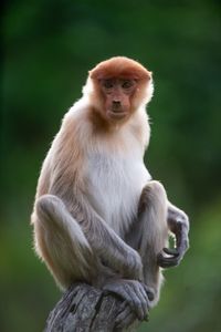 A female proboscis monkey looks on. (National Geographic/Jason Isley)