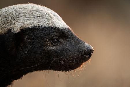 A Honey badger at Moholoholo Animal Rehabilitation Centre, South Africa. (National Geographic/Karl Davies)