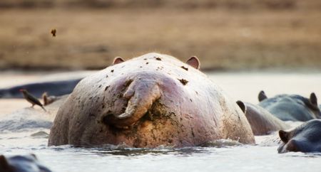 A male hippo uses his tail to spray feces at another intruding male. (National Geographic)