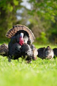 A male turkey parades in front of a group of female turkeys. (National Geographic/Sam Stewart)