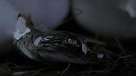 A baby saltwater crocodile hatches. (Credit: Content Mint)