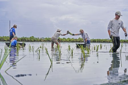 Anthony Mackie taking weeds from Bren Haase, a Coalition to Restore Coastal Louisiana (CRCL) volunteer. From L-R: Fiona Lightbody, Addison Ellis, Anthony Mackie, Bren Haase, Brandon Champagne. (National Geographic/Brian Roedel)