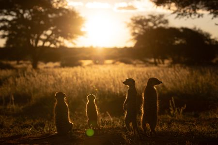 A family of meerkats stand in front of the setting sun. (National Geographic/Thilo Beck)