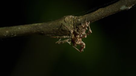 A Portia Spider on a branch. (Credit: Biopixel)