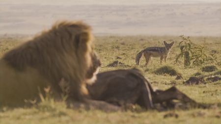 Jackals are usually confined to hunting small prey and scavenging for meat. But sometimes they work together to steal food from larger predators. (National Geographic)