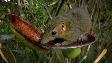 A treeshrew climbs onto a plant. (Credit: Content Mint)
