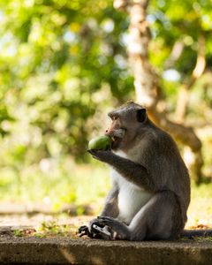 Experienced long-tailed macaques have learned to snatch smartphones from tourists as they are likely to be offered a high-value barter in return, such as a protein rich egg. The macaque may refuse initial low-ball offers of fruit, holding onto the phone until a satisfactory barter is offered. (National Geographic/Laura Pennafort)