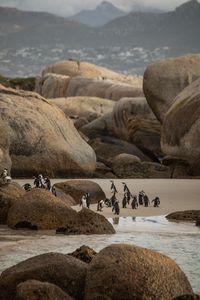 African Penguins on the beach, with large boulders around them.  (credit: National Geographic/Andres Cardona Cruz)