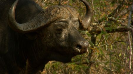 A closeup of a Cape Buffalo. (Credit: Content Mint)
