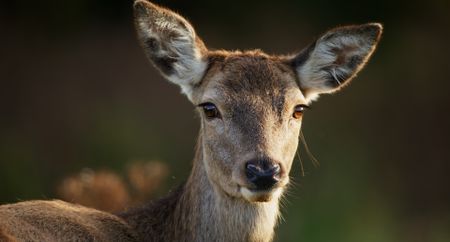 A female red deer looks out for prospective mates. (National Geographic)