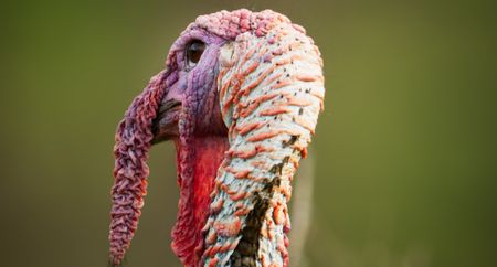 A male turkey shows off his snood in an attempt to impress the females. (Credit: National Geographic)