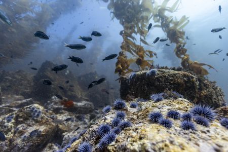 Purple urchins on the edge of a huge urchin barren in California's kelp forests. (Credit: Olly Scholey)