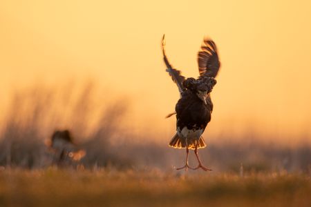 An independent male ruff flutters in the air, attempting to attract passing females to the lek. (National Geographic/Eleanor Paish)