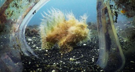 After his cover has been blown, the frogfish needs to walk across the sea floor to find a new hiding place to ambush his prey. (National Geographic)