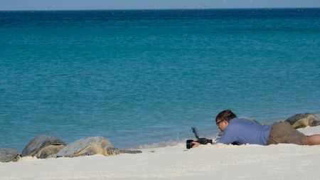 Toby Strong films Hawaiian green sea turtles on the beach in Midway Atoll. (Credit: Silverback Films and Open Planet Studios/Toby Nowlan)