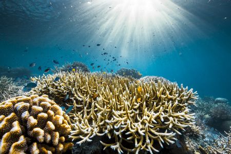 The coral reefs of Raja Ampat, Indonesia. (Credit: Olly Scholey)