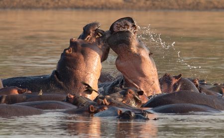 Two angry hippopotamuses clashing mouths and fighting amongst a herd of other hippos. (National Geographic/Doug Parker)