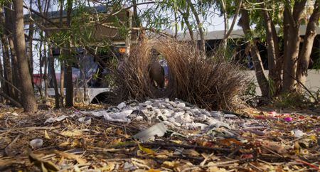 A male Great bowerbird stands in his bower, a structure that can take up to five years to build. (Credit: National Geographic)