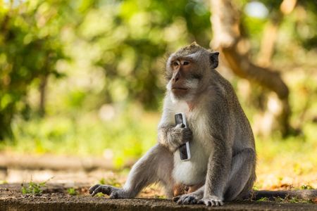 Experienced long-tailed macaques have learned to snatch smartphones from tourists as they are likely to be offered a high-value barter in return, such as a protein rich egg. (National Geographic/Laura Pennafort)