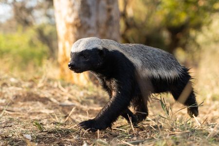 A honey badger walks through the grass in southern Africa. (National Geographic/Karl Davies)