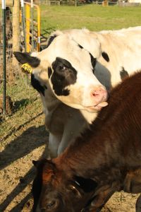 A cow, with the tag 438, licks another cow at the Pol family's farm. (National Geographic )