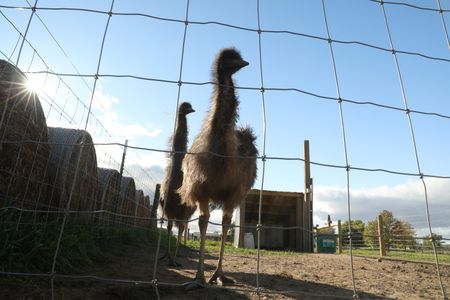 Two emus look out at the Pol family's farm from the animal pasture. (National Geographic )
