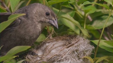 A female cowbird arrives at a yellow warbler nest. Using the best spatial memory of any songbird, female cowbirds keep track of a network of host nests, monitoring their quality and development over time. (National Geographic)