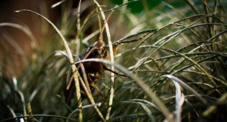 Moths living in the sloths fur turn them green, providing them with the perfect camouflage. (National Geographic)