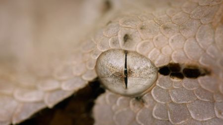 The eye of a Gaboon viper. (Credit: Content Mint)