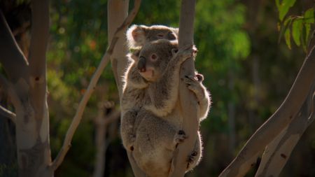 Koalas together in a tree in Australia. (Credit: Content Mint)