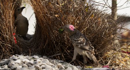 A male bowerbird presents one of the finest items in his collection to a female in his bower. (Credit: National Geographic)