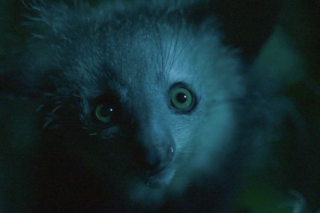 An aye-aye in the forest of Madagascar at night. (National Geographic/George Woodcock)